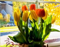 Букет из тюльпанов – создаём приятный подарок своими руками Оформление тюльпанов к 8 марта своими руками